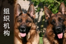 德牧机构组织